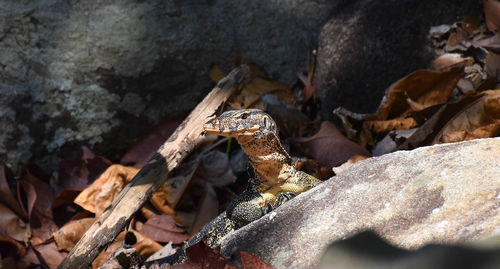 Close-up of dry leaves on wood