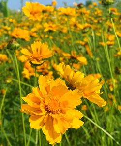 Close-up of yellow flowering plant on field