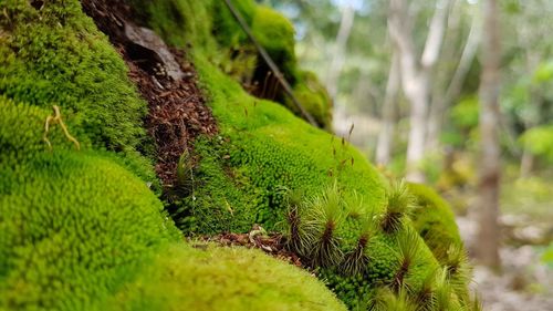 Close-up of fern in forest