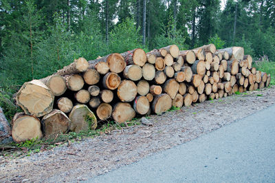 Stack of logs in forest