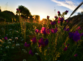 Close-up of wildflowers growing in field against sky