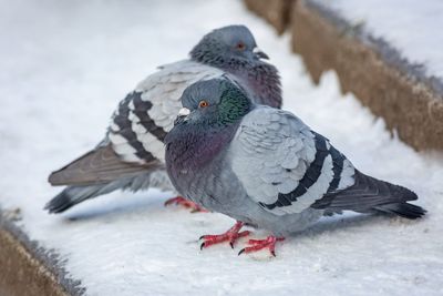 Close-up of birds perching on snow