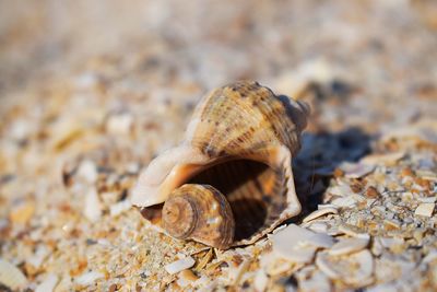 Close-up of snail on beach