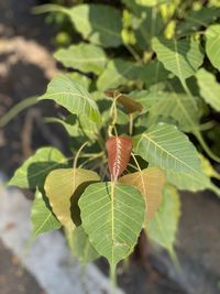 High angle view of plant growing on field