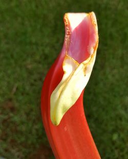 Close-up of red object