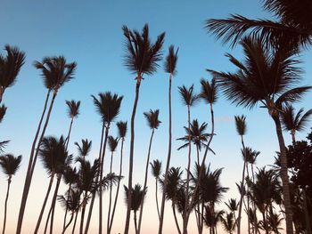 Low angle view of coconut palm trees against sky