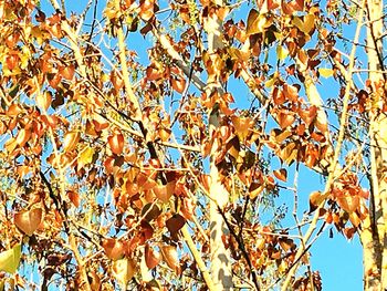 Low angle view of tree against sky