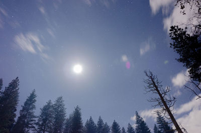 Low angle view of trees against sky during winter