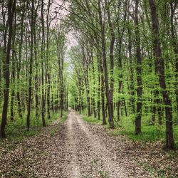 Road passing through forest