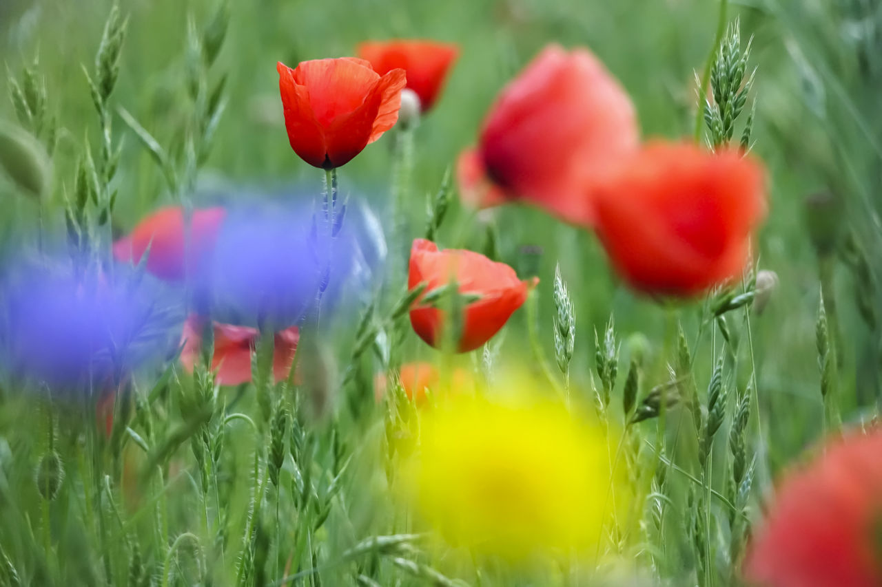 CLOSE-UP OF RED POPPY FLOWERS