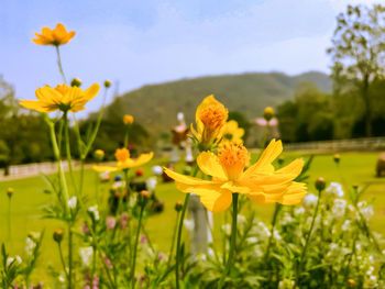 Close-up of yellow flowers growing on field