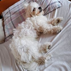 High angle view of dog relaxing on bed at home