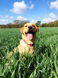 Dog standing on grassy field