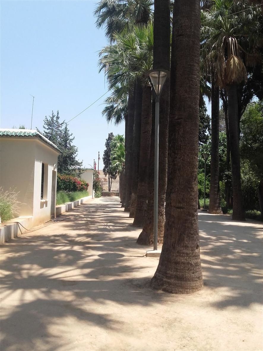 VIEW OF PALM TREES ALONG BUILT STRUCTURE