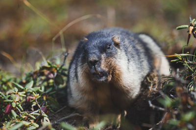 Close-up of an animal