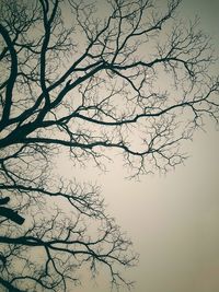 Low angle view of bare tree against clear sky