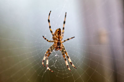 Close-up of spider on web