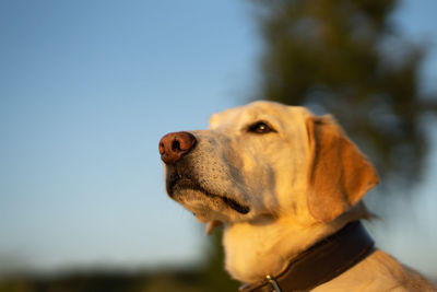 Close-up of a dog looking away