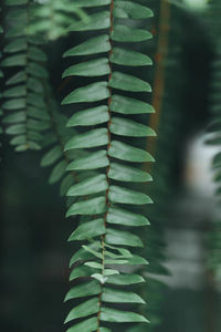 Close-up of succulent plant