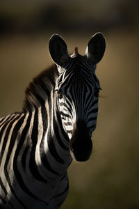 Close-up of plains zebra looking towards camera