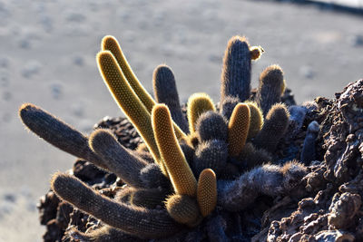 Close-up of succulent plant on field during winter