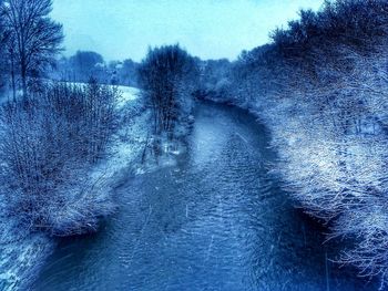 Bare trees in winter