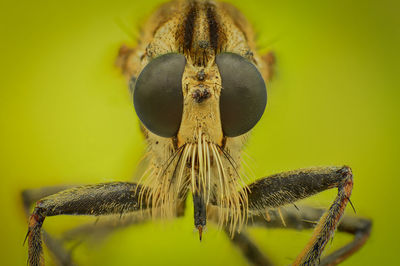 Close-up of insect