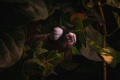 Close-up of monkey
amidst trees