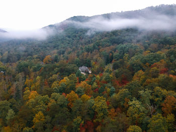 Scenic view of forest during autumn