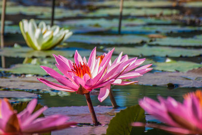 Close-up of pink lotus water lily in lake