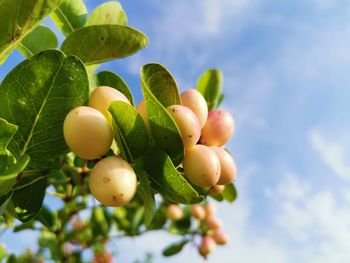 Low angle view of fruits on tree against sky