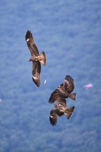 Low angle view of eagle flying in sky