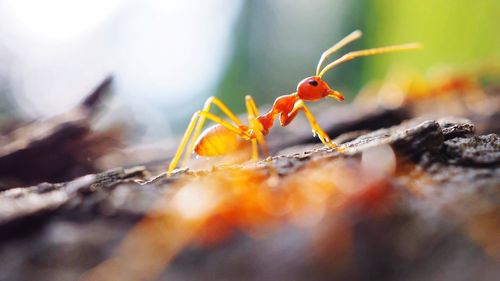 Close-up of insect on leaf