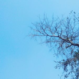 Low angle view of tree against clear blue sky