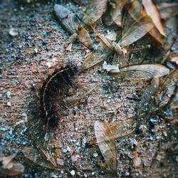 High angle view of insect on tree trunk