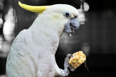 Close-up of parrot eating food