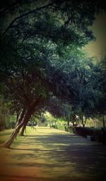 Road passing through forest