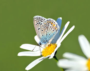 Butterfly on flower