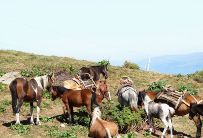 Horses standing in field against clear sky