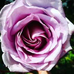 Close-up of pink rose