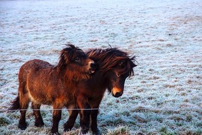 Shetlanders in frozen landscape 