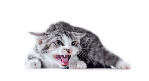 Portrait of a kitten over white background