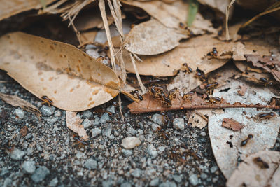 Ants moving in a group across dry leafs.