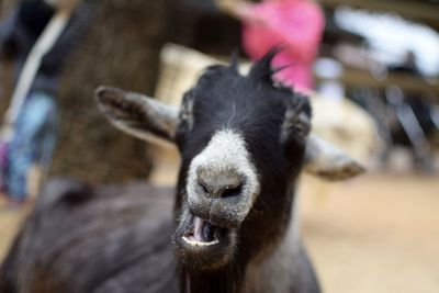 Close-up portrait of horse