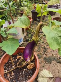 High angle view of vegetables in potted plant