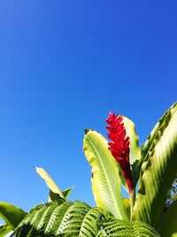 Low angle view of butterfly on cactus against clear blue sky