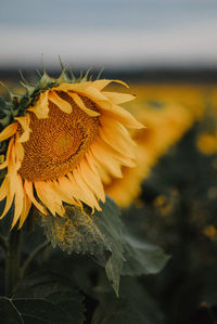 Close-up of wilted flower against blurred background