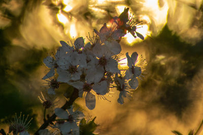 Close-up of cherry blossoms in spring