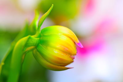 Close-up of yellow garden flower