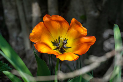 Close-up of orange flower